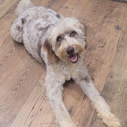 Reba - Aussiedoodle