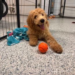 Orange Collar - Apricot Labradoodle puppy in Visalia, California from Junebug’s Labradoodles
