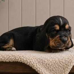 Rachel - Lilac collar - Black brown and white female Basset Hound puppy in Edmonton, Kentucky from RiverBottom Bassets