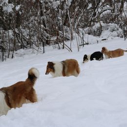 Collie All Grown Up from Wellsmere Collies