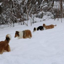 Collie All Grown Up from Wellsmere Collies