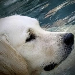 Golden Retriever puppies from Rosemarie's Golden Retrievers