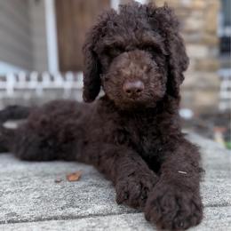 Gray Collar - Chocolate male Goldendoodle puppy in Ringgold, Georgia from Sweet B’s Goldendoodles