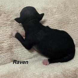 Raven - Black female American Hairless Terrier puppy in Buckingham, Illinois from Gaus Hof