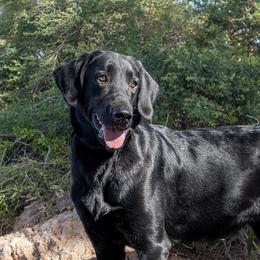 River - Labrador Retriever