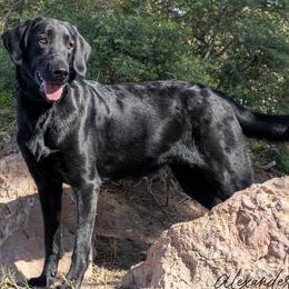 River - Labrador Retriever