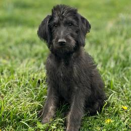 Willow - Black female Assorted Doodle Crosses puppy in Kansas City, Missouri from Beary GoldenDoodles