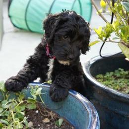 Australian Labradoodle Puppies from Cascade Canyon Labradoodles