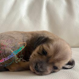 Stellar - Cream female Dachshund puppy in Peyton, Colorado from Dachshund Universe