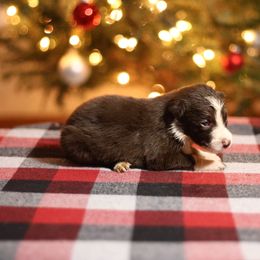 Girl 8 - White and red female Border Collie puppy in Cadiz, Ohio from Graham Livestock