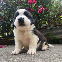 Giant rare Saint berdoodle Larry - Sable male Saint Berdoodle puppy in Castle Rock, Washington from PNW Saint Berdoodles