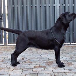 Lottie - Black female Labrador Retriever puppy in Owosso, Michigan from Bennington Retrievers