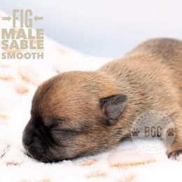 Fig - Black sabled fawn male Chihuahua puppy in Forsyth, Georgia from Brooks Grove Canines LLC