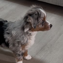 Aussiedoodles, Miniature Australian Shepherds, and Toy Australian Shepherds from Forever Aussies and A Doodle