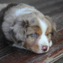 Border Collie, English Setter, and Miniature American Shepherd Puppies from First Harmony Farms