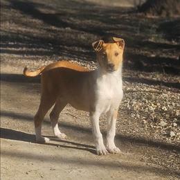 Hibiscus - Sable and white female Collie puppy in Eldorado, Kansas from Prairie Creek