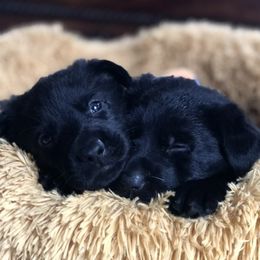 German Shepherds from Virginia German Shepherds