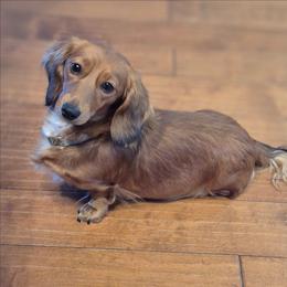 Lexi - Dachshund
