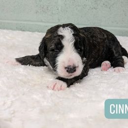 Cinnamon - Tri-color female Bernedoodle puppy in Harpers Ferry, West Virginia from Harpers Ferry Doodles