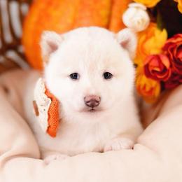 Orie Cream Girl - Cream female Shiba Inu puppy in Neosho, Missouri from Sunny Terrace Shibas