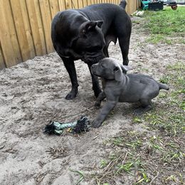 Cane Corso and Lowchen Puppies from High Royal Kennel
