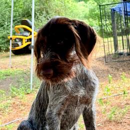 Bear - Brown and gray male Wirehaired Pointing Griffon puppy in Shelbyville, Texas from AndersonK9Kennels Bayou Beards