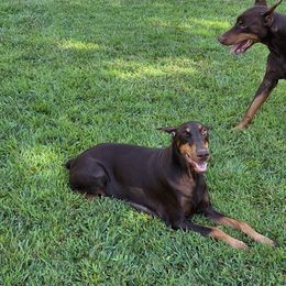 Doberman Pinschers and Miniature Pinschers from Ronald Rutledge