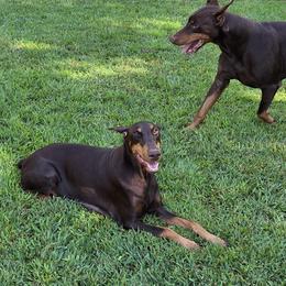 Doberman Pinschers and Miniature Pinschers from Ronald Rutledge