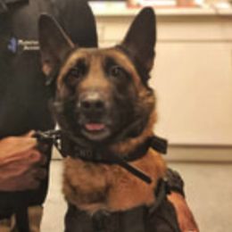 Belgian Malinois, Dutch Shepherds, and xDutch Shepherds from MarathonK9 Kennel