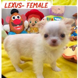 Lexus - Cream female Chihuahua puppy in Williamsburg, Virginia from PAWSitive Cheeky Chihuahuas