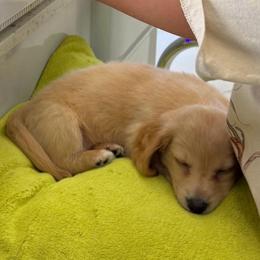 VANILLA CREAM - Cream female Dachshund puppy in Fort Pierce, Florida from Meldox