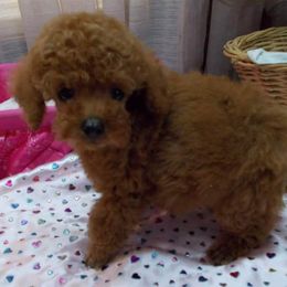 Poodle Puppies from Lowry Toy Poodles