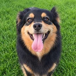 Poppy - Toy Australian Shepherd