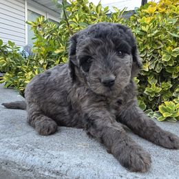 Fru - Blue merle female Aussiedoodle puppy in Blackfoot, Idaho from Draper Mountain Doodles