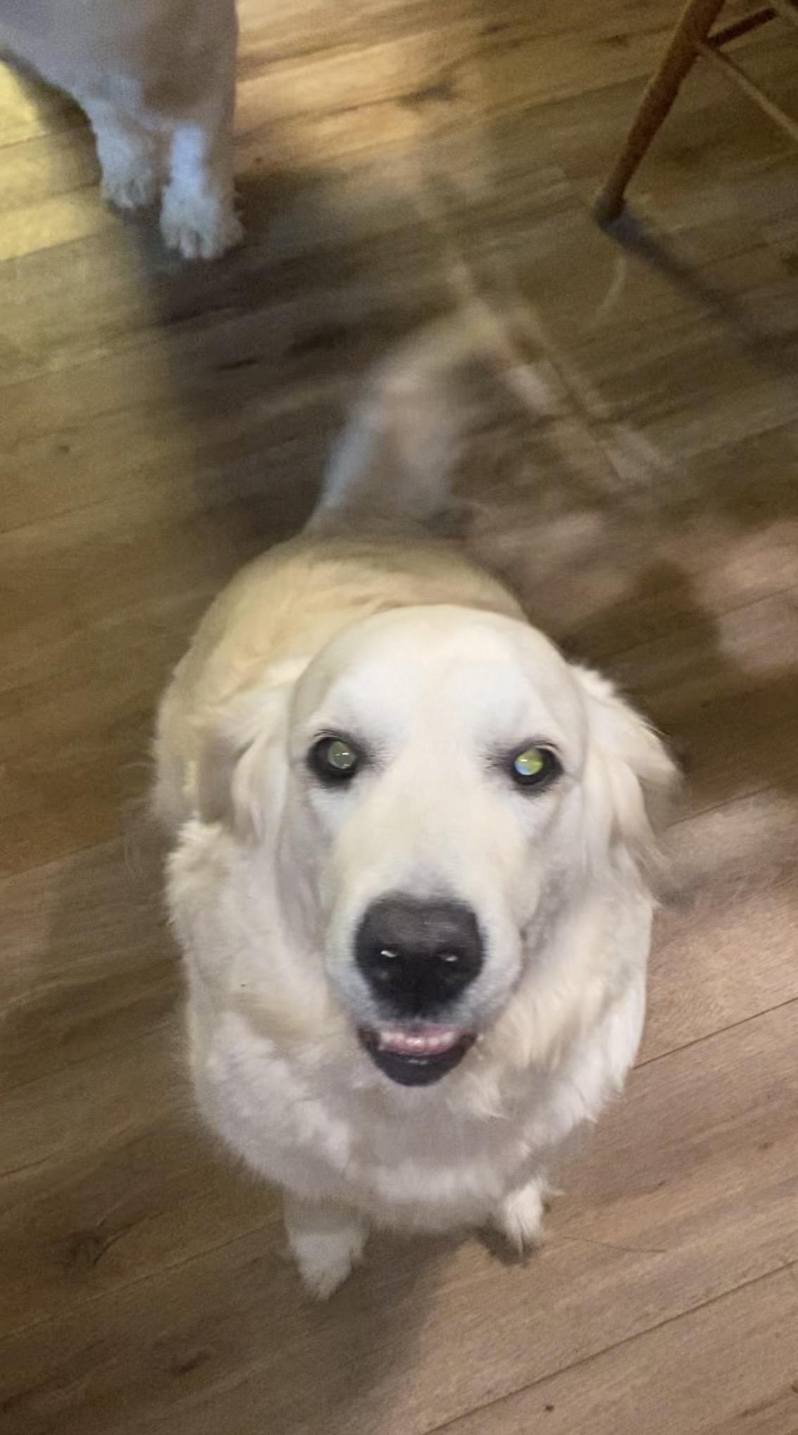 Daisy