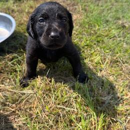 Lillie - Black female Labrador Retriever puppy in Carriere, Mississippi from Cajun Water Retrievers