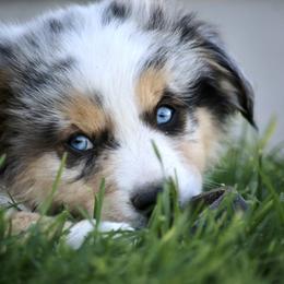 Australian Shepherd, Miniature American Shepherd, Miniature Australian Shepherd, and Toy Australian Shepherd Puppies from Painted Blue Aussies