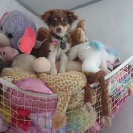 Toy Australian Shepherd Puppies from SLASH SEVEN Toy Aussies