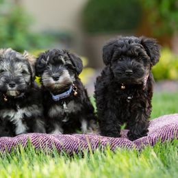 Miniature Schnauzer Puppies from Star Schnauzers