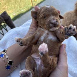 Peony - Red  male Goldendoodle puppy in Bakersfield, California from CorduroyDoodles