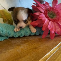 Gema - Chocolate and white female Chihuahua puppy in Red Bluff, California from Aye Chihuahua