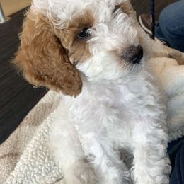 Poodle Puppies from Clegg Poodles