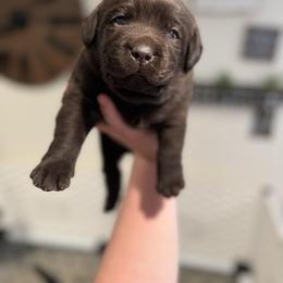 Labrador Retriever Puppies from Krys Ruth