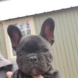 English Bulldog and French Bulldog Puppies from Blue Rover Bullies