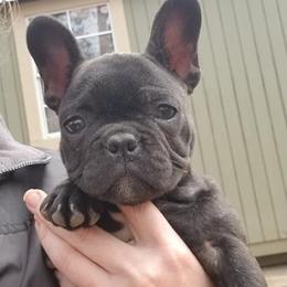 English Bulldog and French Bulldog Puppies from Blue Rover Bullies