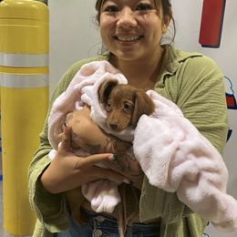 Dachshund Puppies from Mini Doxies R Us