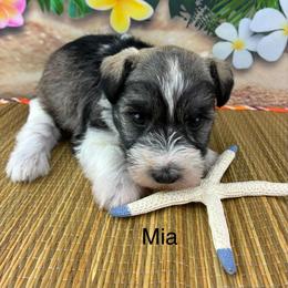 Mia - Parti female Miniature Schnauzer puppy in Sylvania, Georgia from Southern Sky Miniature Schnauzers