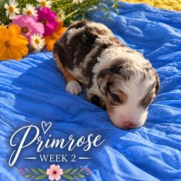Primrose - Chocolate merle female Bernedoodle puppy in Burbank, Ohio from Berns & Doodles