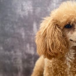 Penny - Poodle