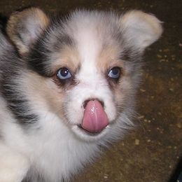 Pembroke Welsh Corgi and American Corgi Puppies from Vintage Corgis